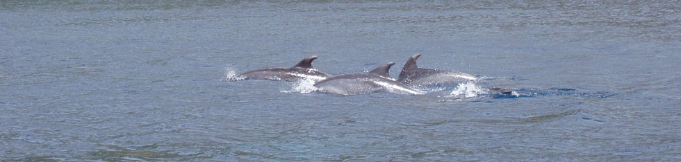 Delfiner i havet utanför Azorerna